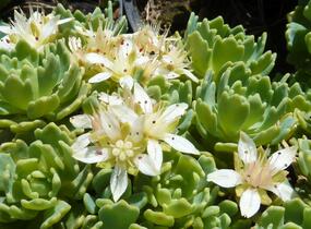 Rozchodník šedý - Sedum pachyclados