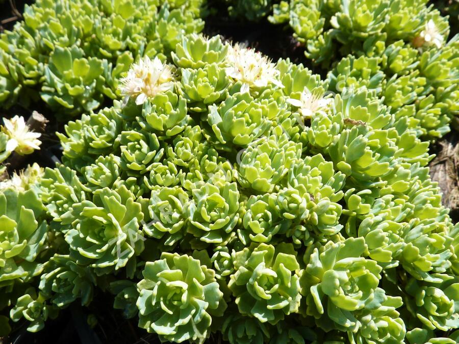 Rozchodník šedý - Sedum pachyclados