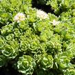 Rozchodník šedý - Sedum pachyclados