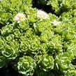 Rozchodník - Sedum pachyclados