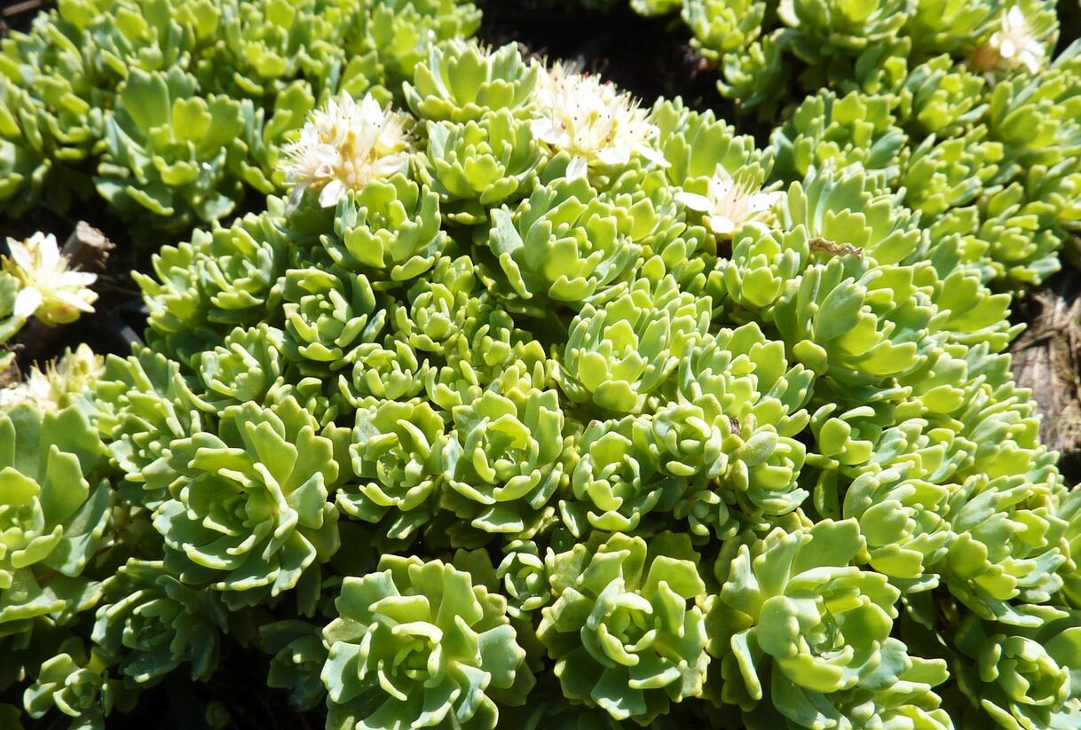 Rozchodník šedý - Sedum pachyclados