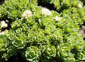 Rozchodník šedý - Sedum pachyclados