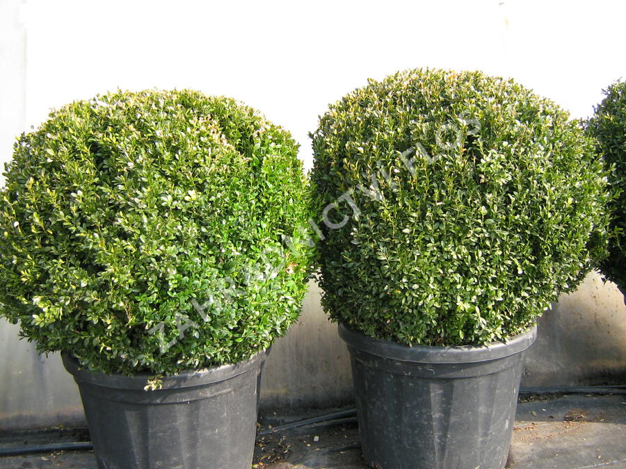 Zimostráz obecný - koule - Buxus sempervirens - koule