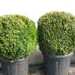 Zimostráz obecný - koule - Buxus sempervirens - koule