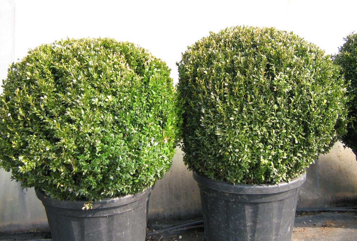 Zimostráz obecný - koule - Buxus sempervirens - koule