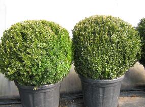 Zimostráz obecný - koule - Buxus sempervirens - koule