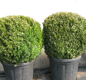 Zimostráz obecný - koule - Buxus sempervirens - koule