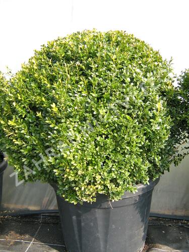 Zimostráz obecný - koule - Buxus sempervirens - koule