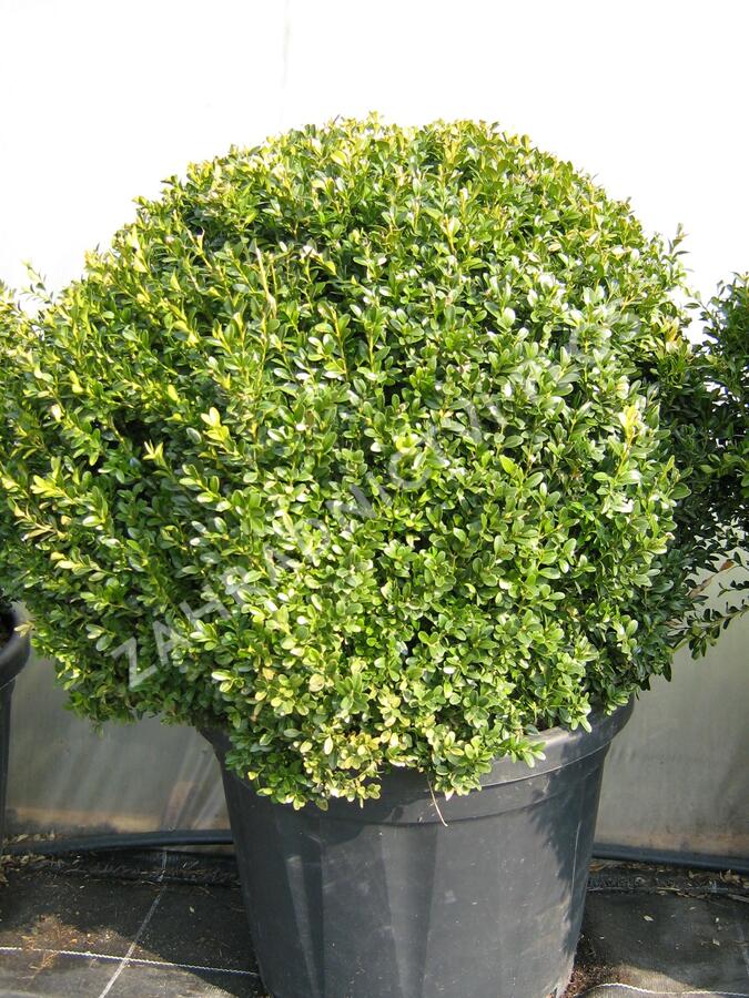 Zimostráz obecný - koule - Buxus sempervirens - koule