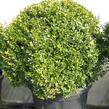 Zimostráz obecný - koule - Buxus sempervirens - koule