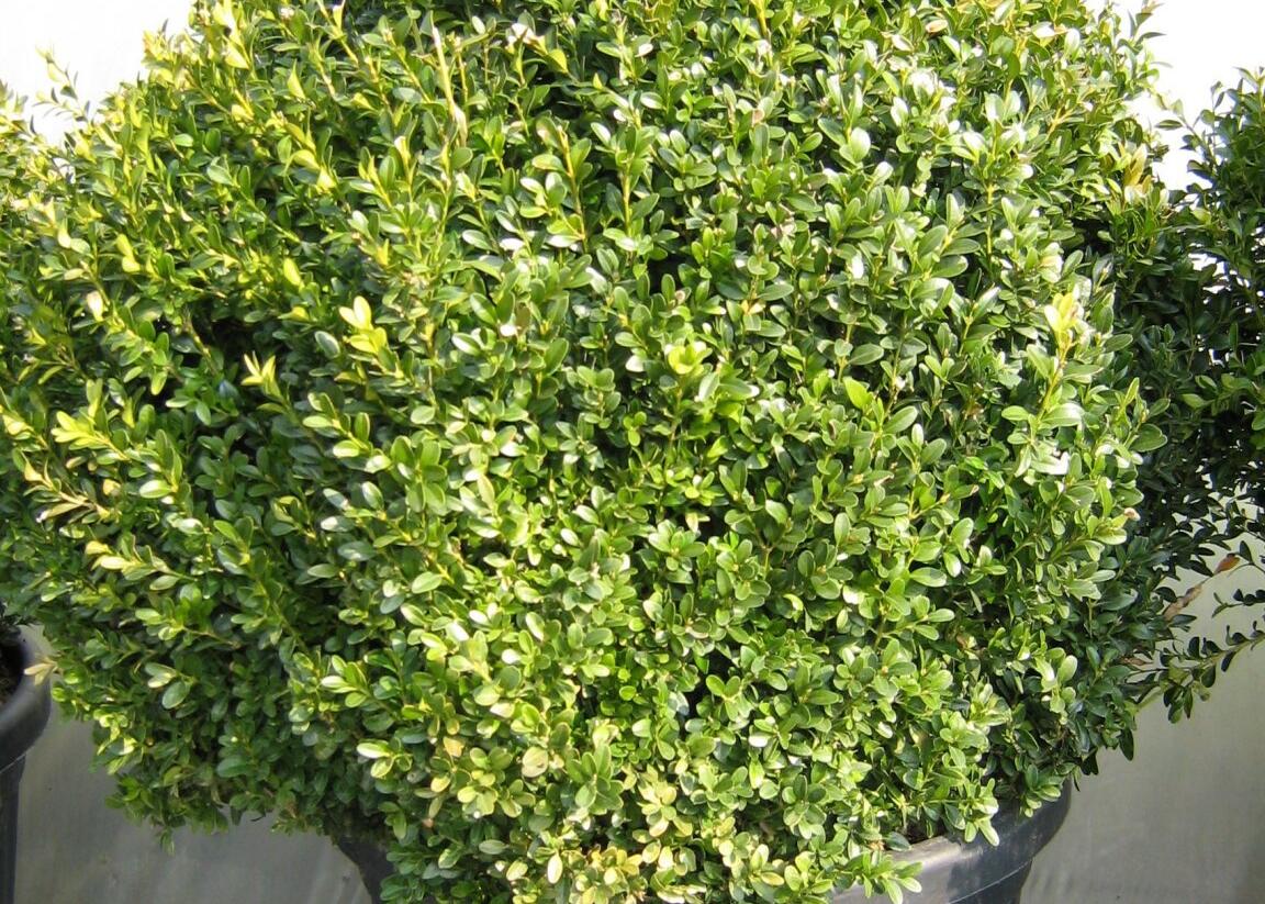 Zimostráz obecný - koule - Buxus sempervirens - koule
