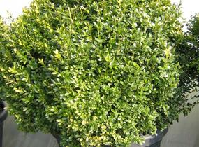 Zimostráz obecný - koule - Buxus sempervirens - koule