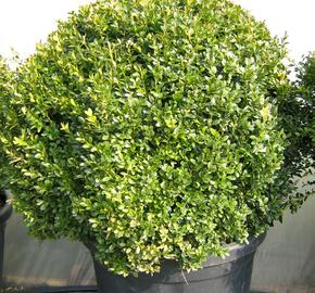 Zimostráz obecný - koule - Buxus sempervirens - koule