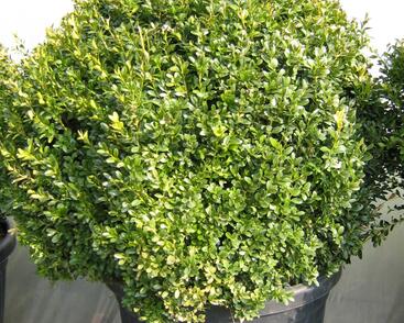 Zimostráz obecný - koule