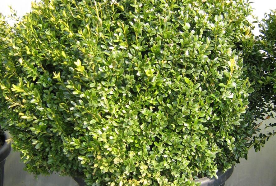 Zimostráz obecný - koule - Buxus sempervirens - koule