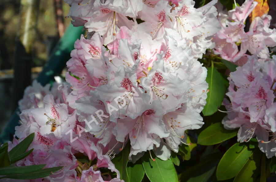 Pěnišník - Rhododendron hybridum