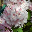 Pěnišník - Rhododendron hybridum