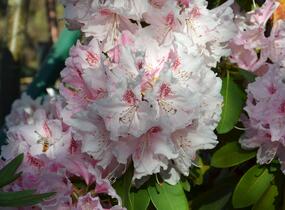 Pěnišník - Rhododendron hybridum