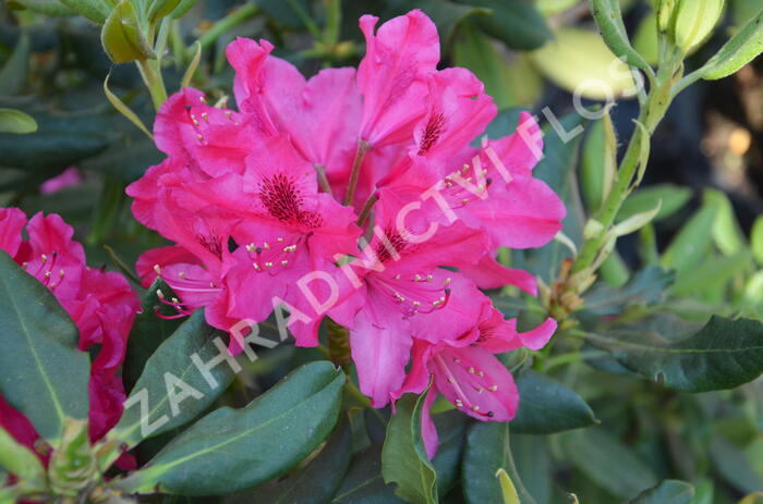 Pěnišník - Rhododendron hybridum