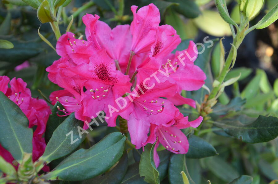 Pěnišník - Rhododendron hybridum