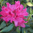 Pěnišník - Rhododendron hybridum