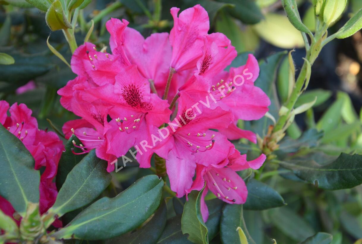 Pěnišník - Rhododendron hybridum