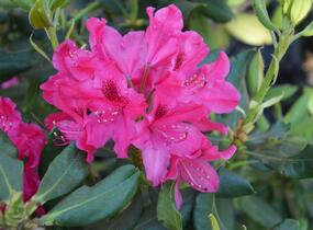 Pěnišník - Rhododendron hybridum