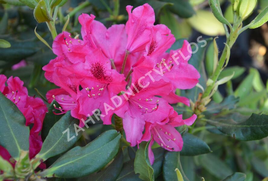 Pěnišník - Rhododendron hybridum