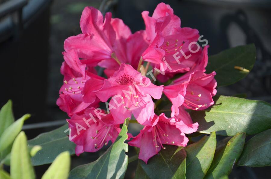 Pěnišník - Rhododendron hybridum