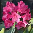 Pěnišník - Rhododendron hybridum