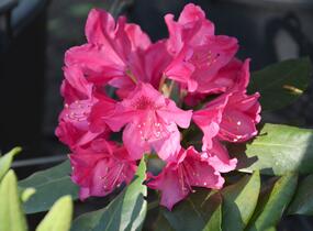 Pěnišník - Rhododendron hybridum