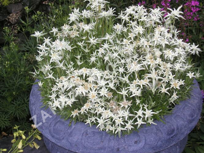 Protěž alpská 'Everest' - Leontopodium alpinum 'Everest'