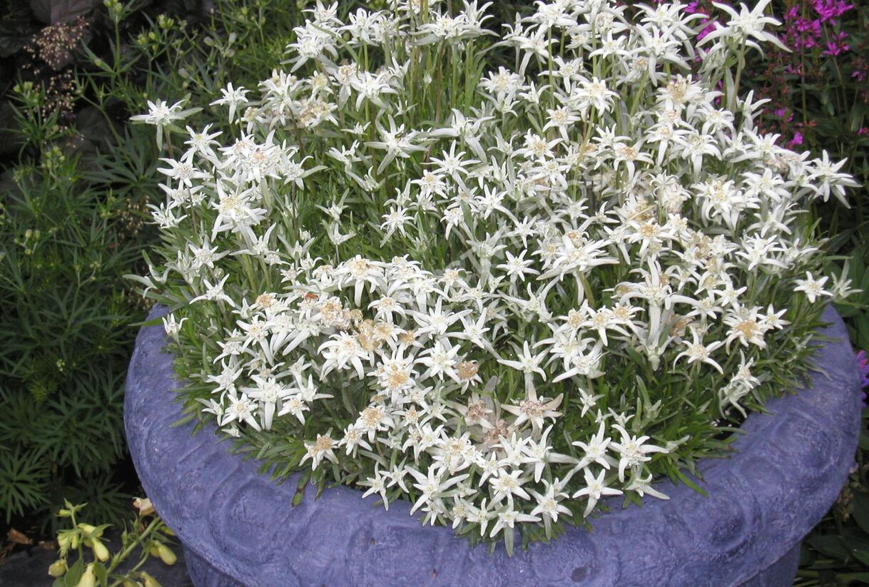 Protěž alpská 'Everest' - Leontopodium alpinum 'Everest'