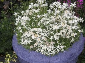 Protěž alpská 'Everest' - Leontopodium alpinum 'Everest'