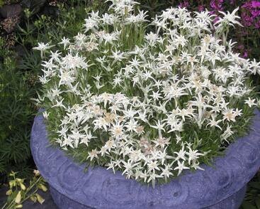 Protěž alpská 'Everest'