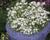Protěž alpská 'Everest'