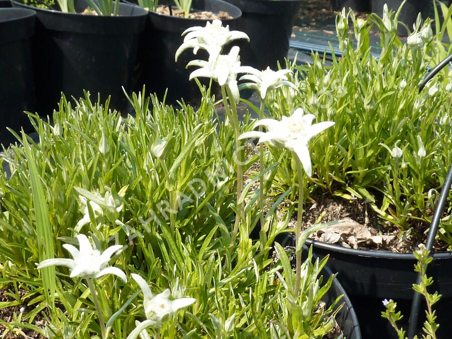 Protěž alpská 'Everest' - Leontopodium alpinum 'Everest'