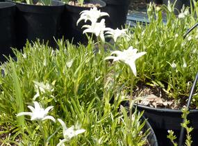 Protěž alpská 'Everest' - Leontopodium alpinum 'Everest'