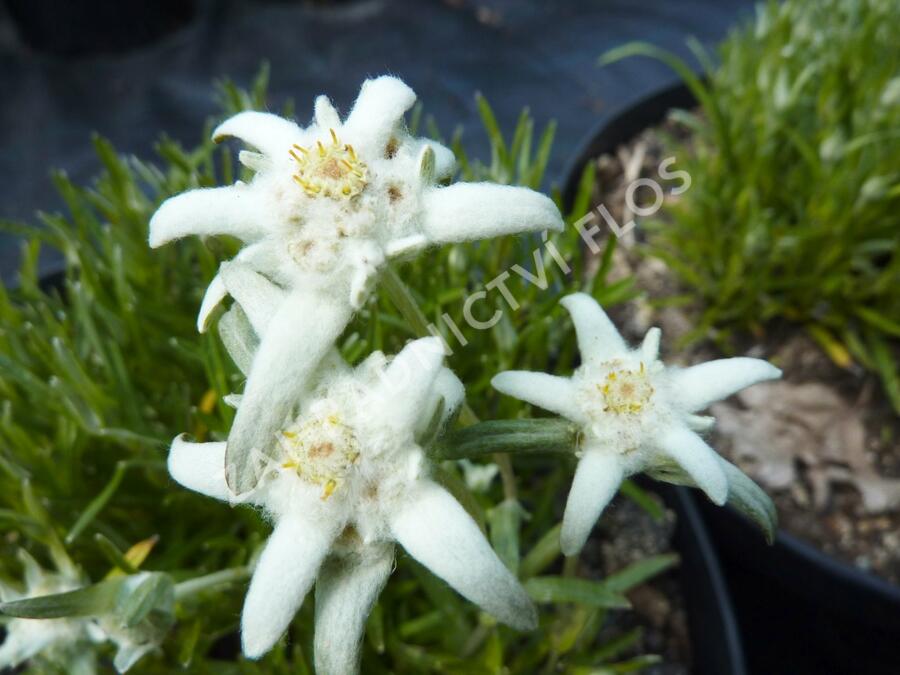 Protěž alpská 'Everest' - Leontopodium alpinum 'Everest'