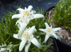 Protěž alpská 'Everest' - Leontopodium alpinum 'Everest'