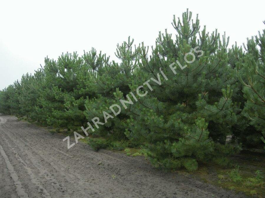 Borovice černá - Pinus nigra nigra