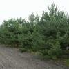 borovice černá pravá - Pinus nigra subsp. nigra