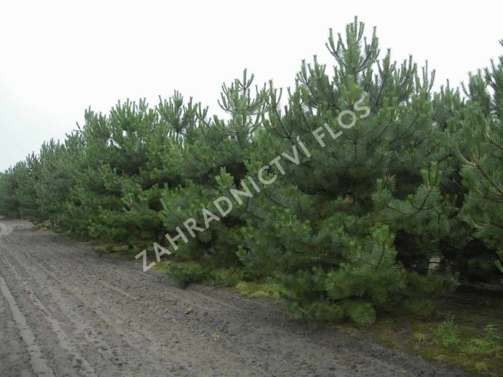 Borovice černá - Pinus nigra nigra