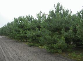 Borovice černá - Pinus nigra nigra