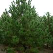 Borovice černá - Pinus nigra nigra