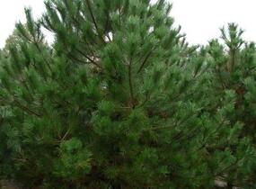 Borovice černá - Pinus nigra nigra
