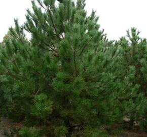 Borovice černá - Pinus nigra nigra