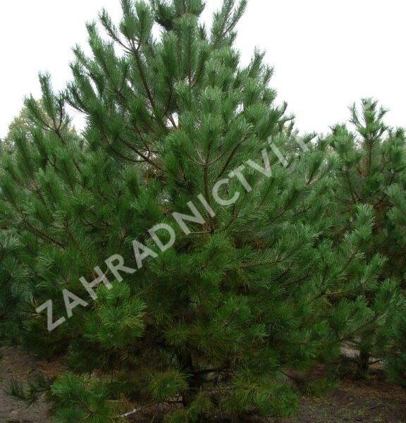 Borovice černá - Pinus nigra nigra