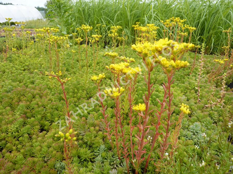 Rozchodník - Sedum montanum