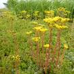 Rozchodník - Sedum montanum